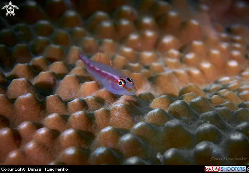 A GOBY