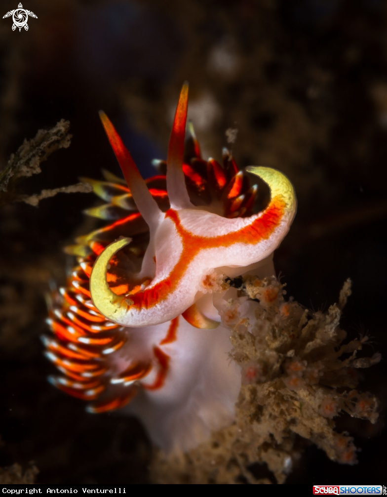 A Phidiana militaris nudibranch
