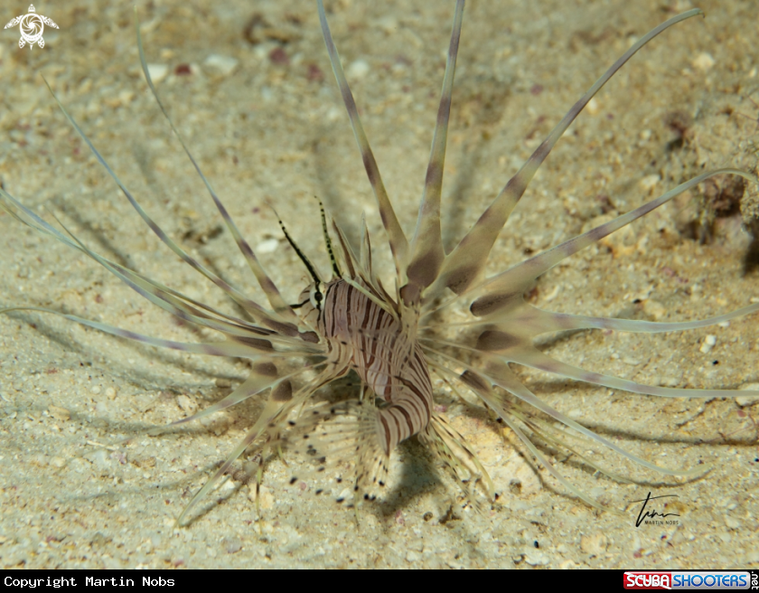 A Red Lionfish