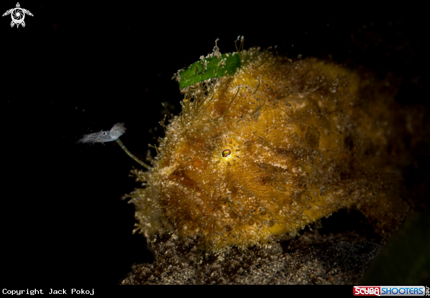 A Hairy Frogfish