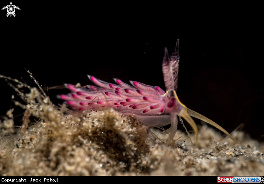 A Favorinus mirabilis