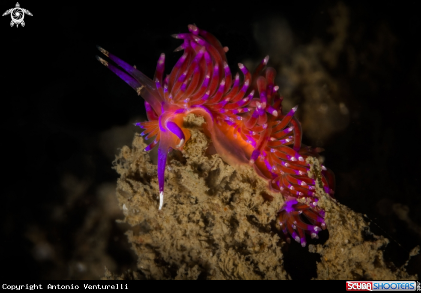 A Flabellina nudibranch