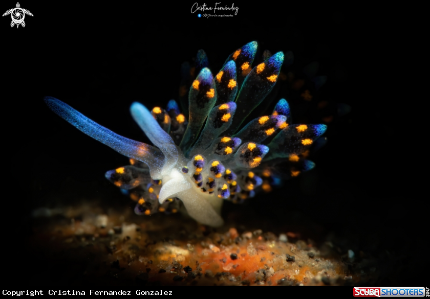 A Nudibranch