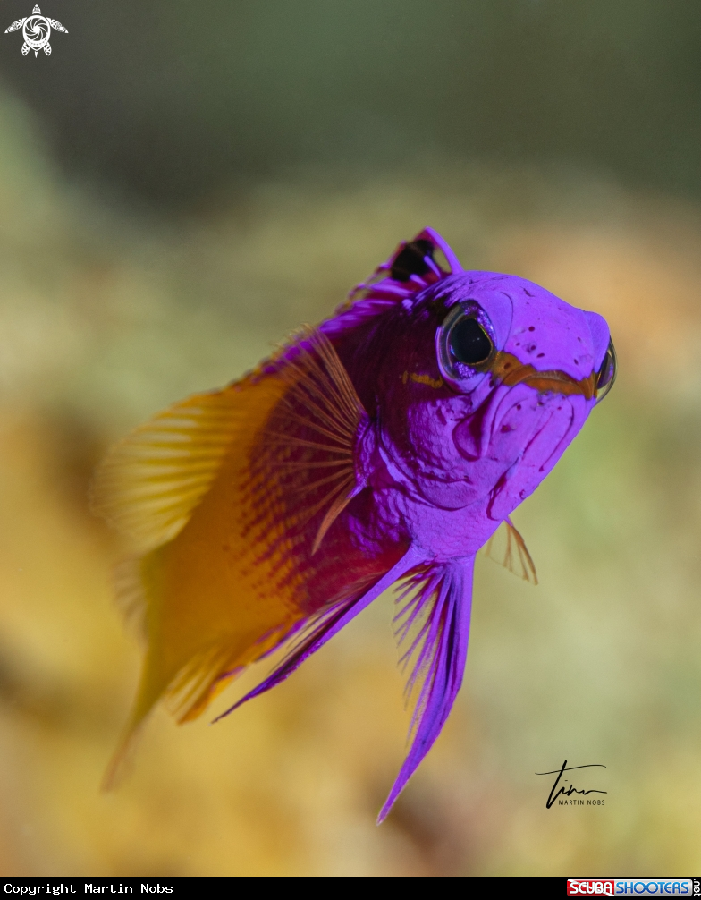A Fairy Basslet