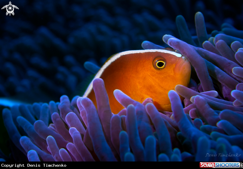 A FISH