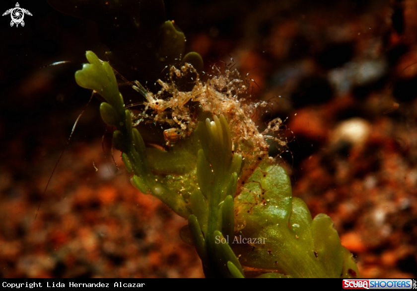 A skeleton shrimp