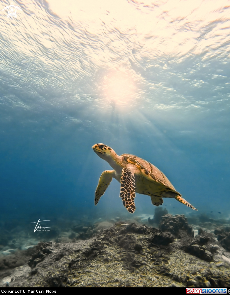 A Hawksbill Seaturtle