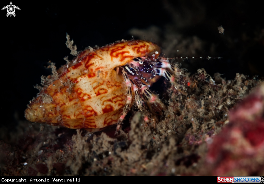 A Striped Hermit