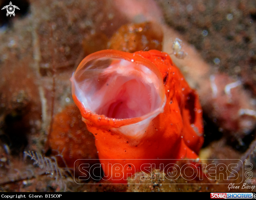 A Frogfish
