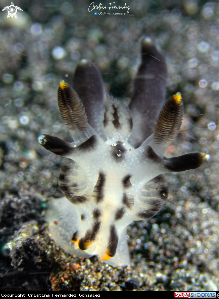 A Nudibranch