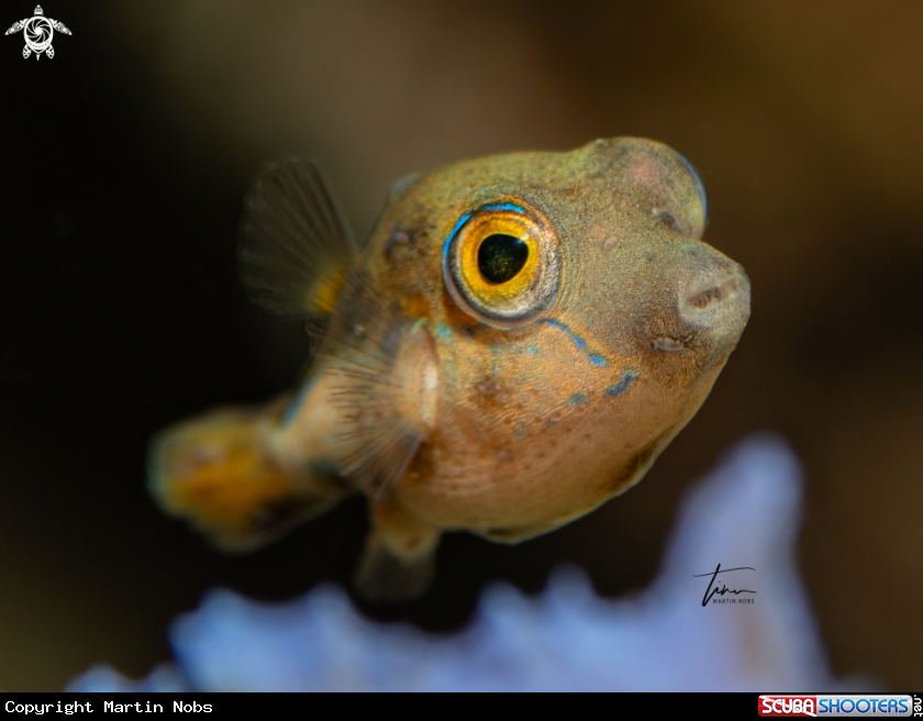 A Sharpnose Pufferfish