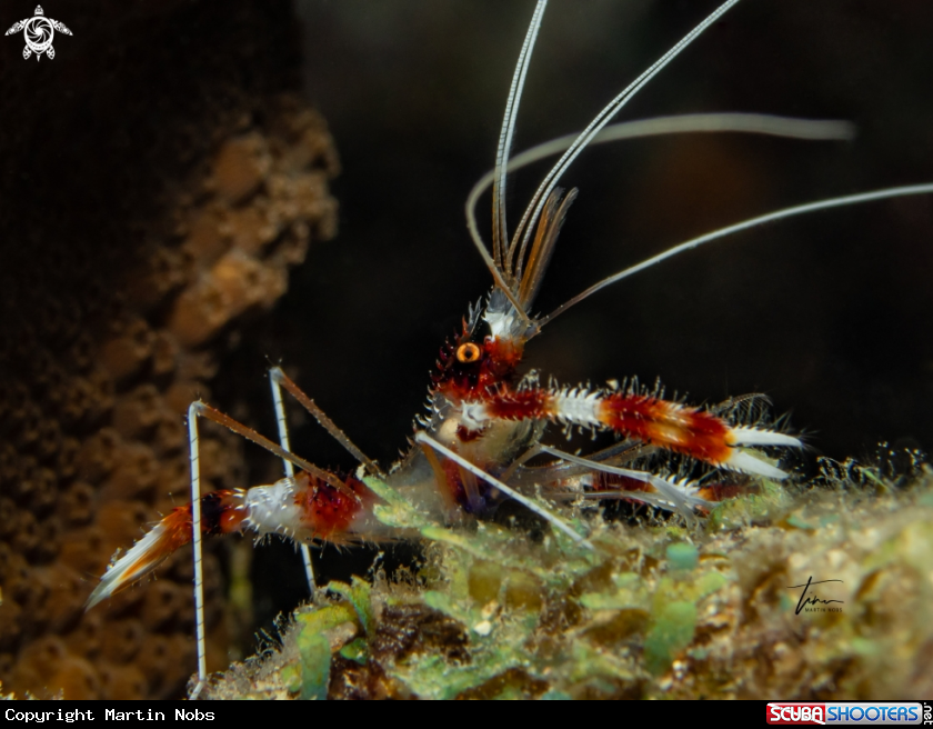 A Banded Coralshrimp