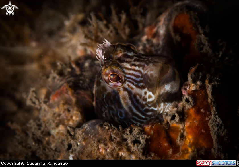 A Coral blenny