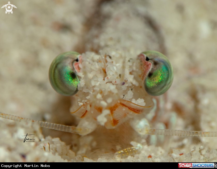A Caribbean Velvet shrimp