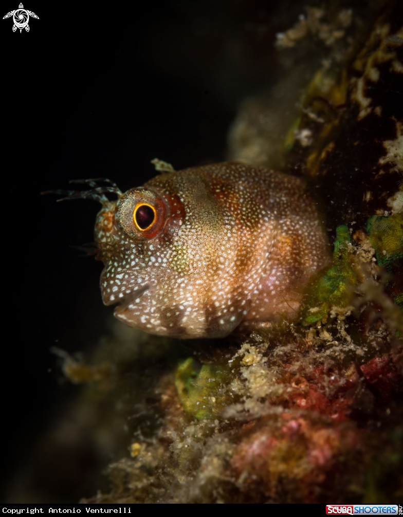 A Blenny 