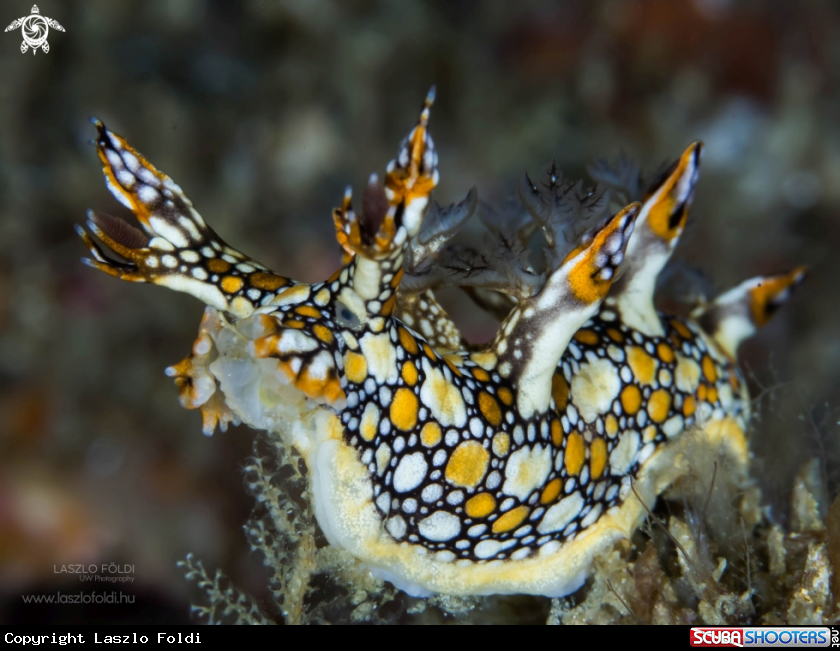 A Bornella Anguilla