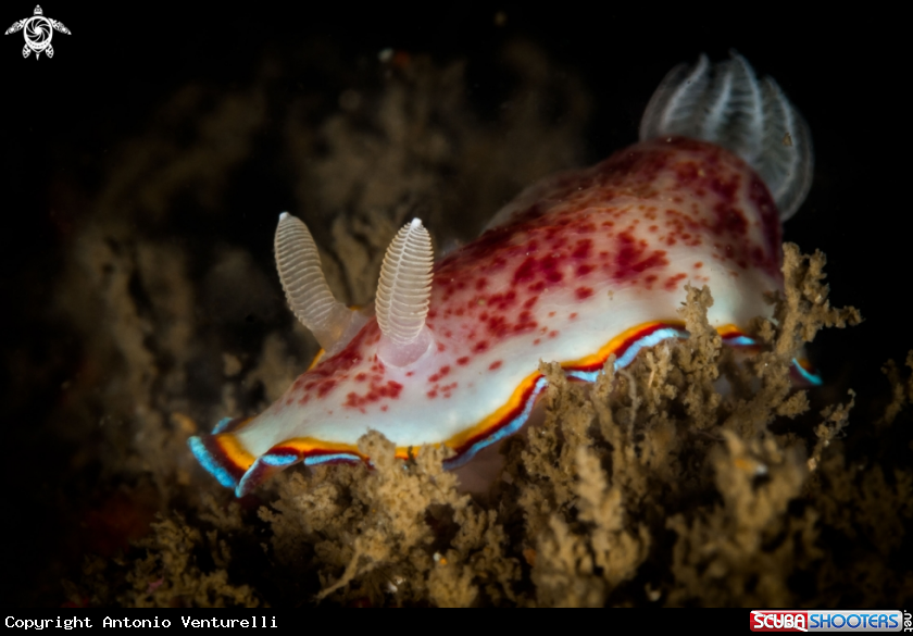A Chromodoris trimarginata nudibranch