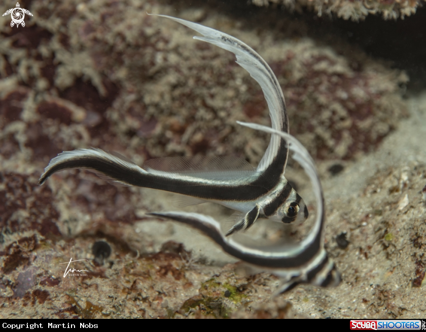 A Spotted Drum