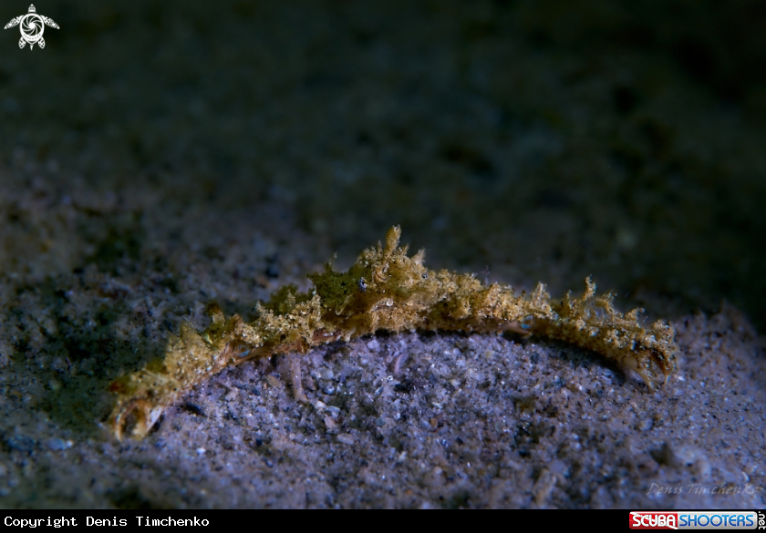 A CRAB