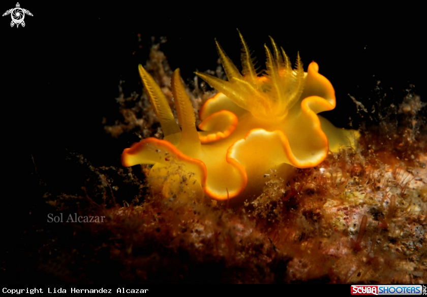 A nudibranch