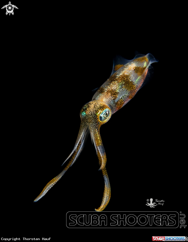 A Sepioteuthis lessoniana