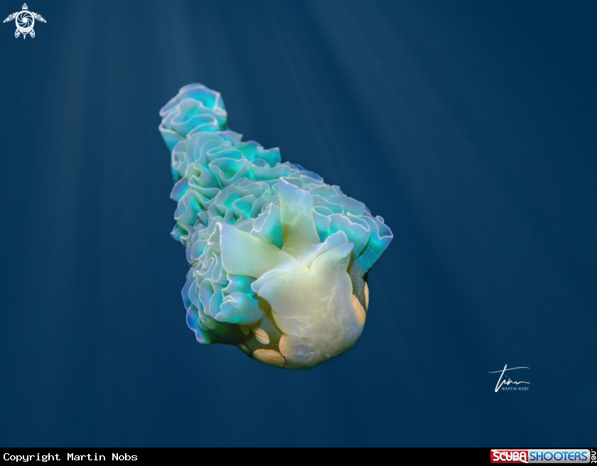 A Lettuce sea slug