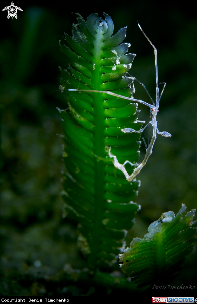A SHRIMP