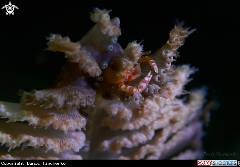 A CRAB