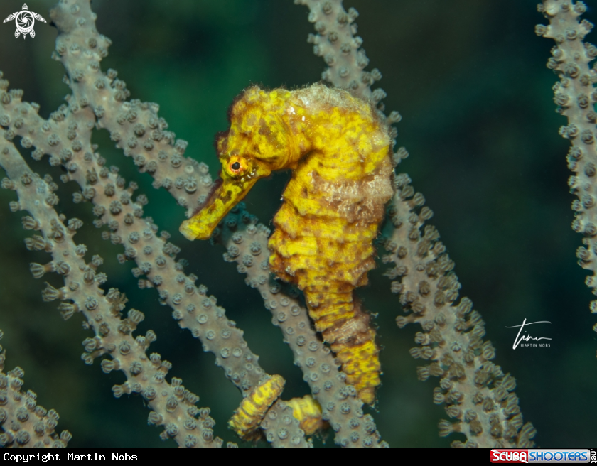 A Seahorse