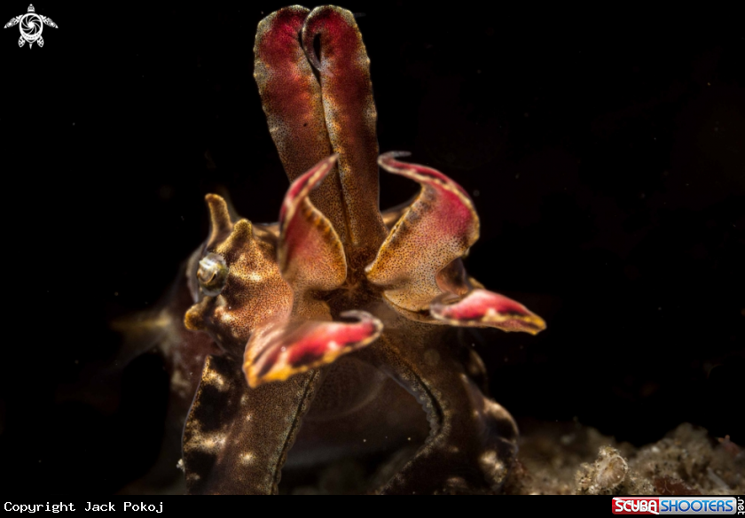 A Flamboyant cuttlefish