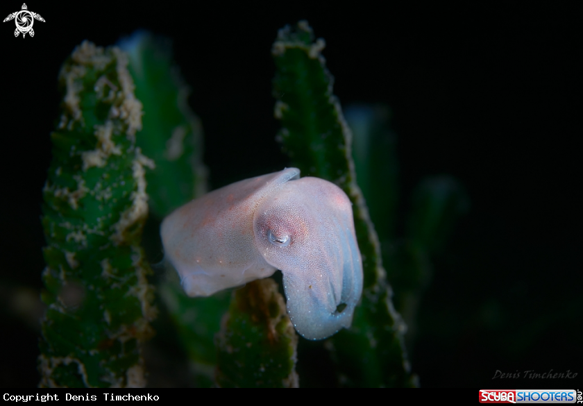 A CUTTLEFISH 