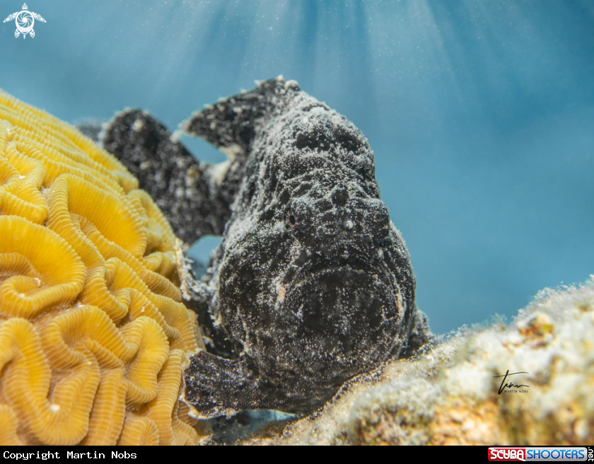 A Frogfish