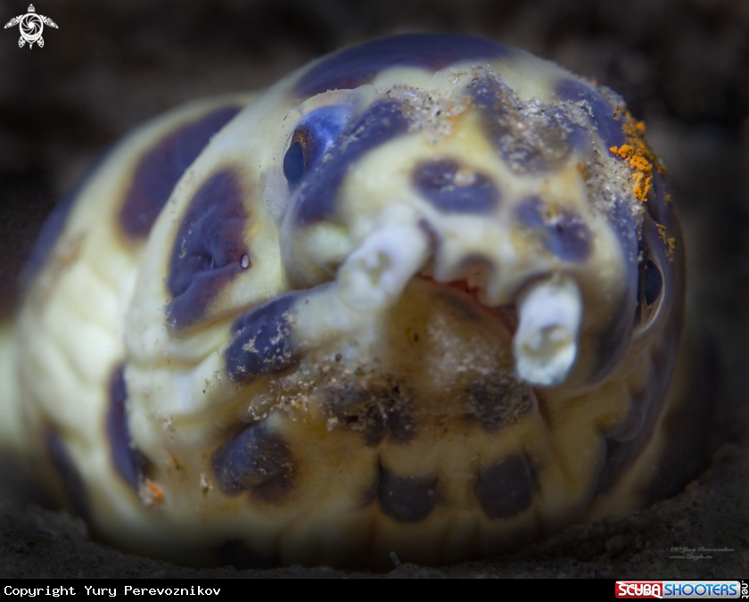 A Sand eel