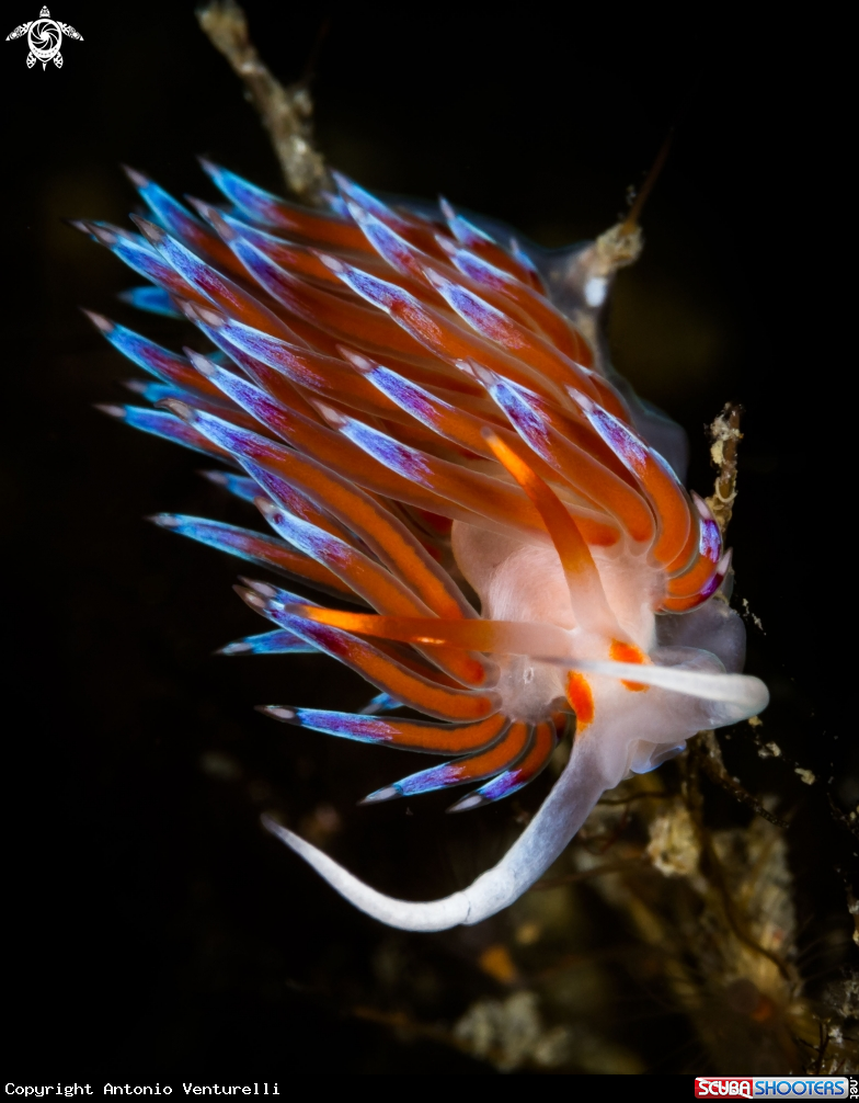 A Cratena nudibranch 
