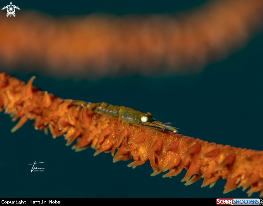 A Wirecoral shrimp