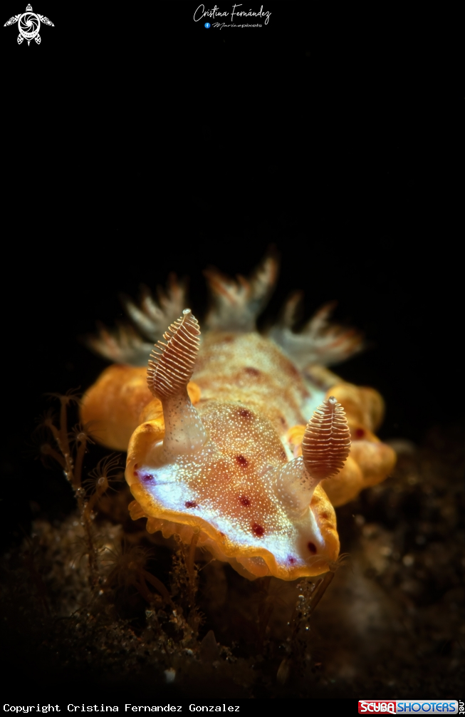A Nudibranch