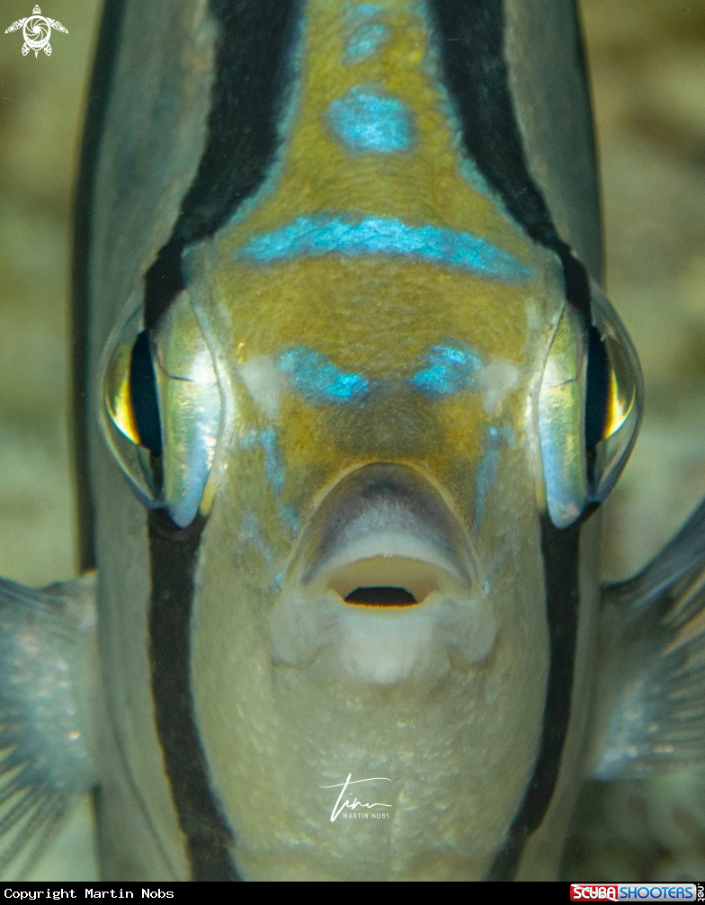 A Banded Butterflyfish