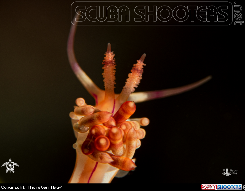 A Coryphellina flamma