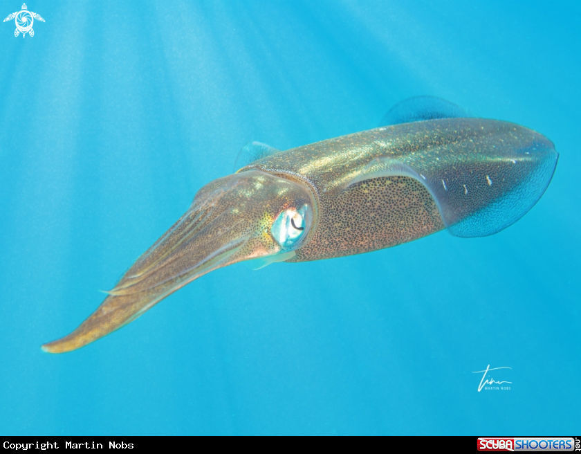 A Caribbean reef squid