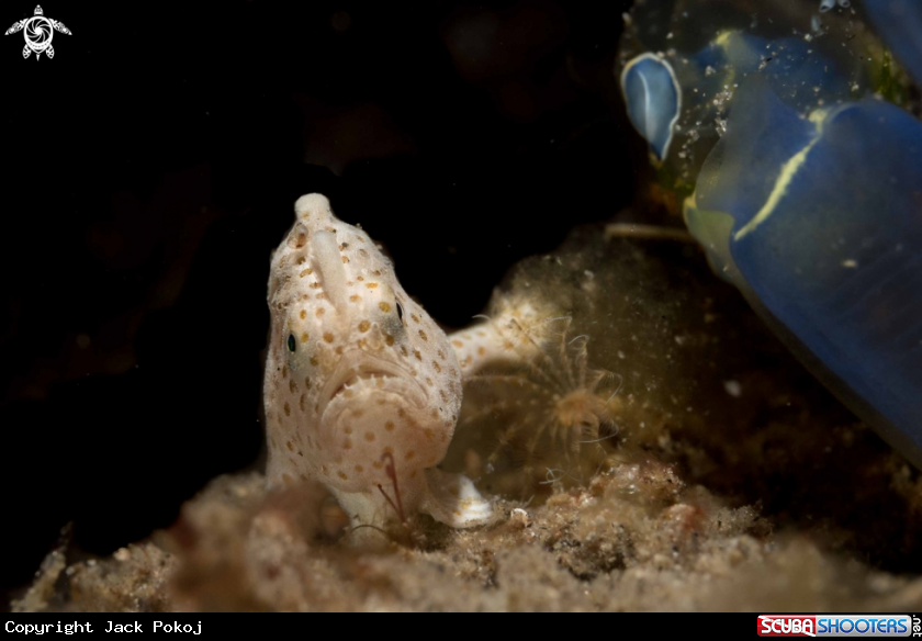 A Painted Frogfish