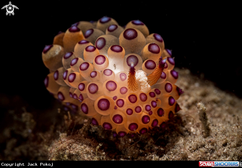 A Janolus sp.
