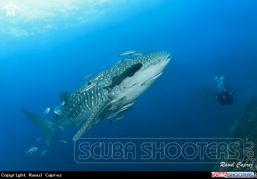 A Whale shark