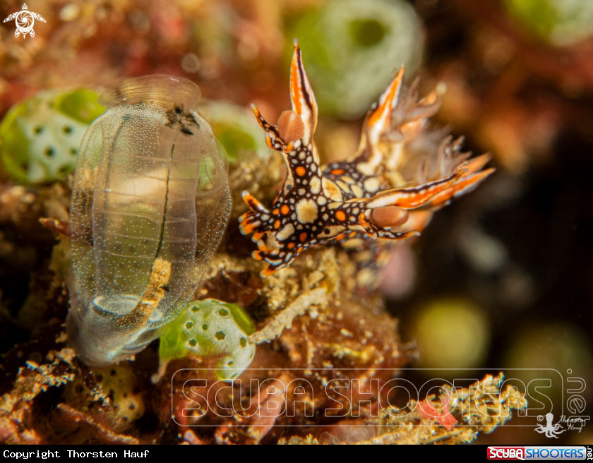 A Bornella anguilla