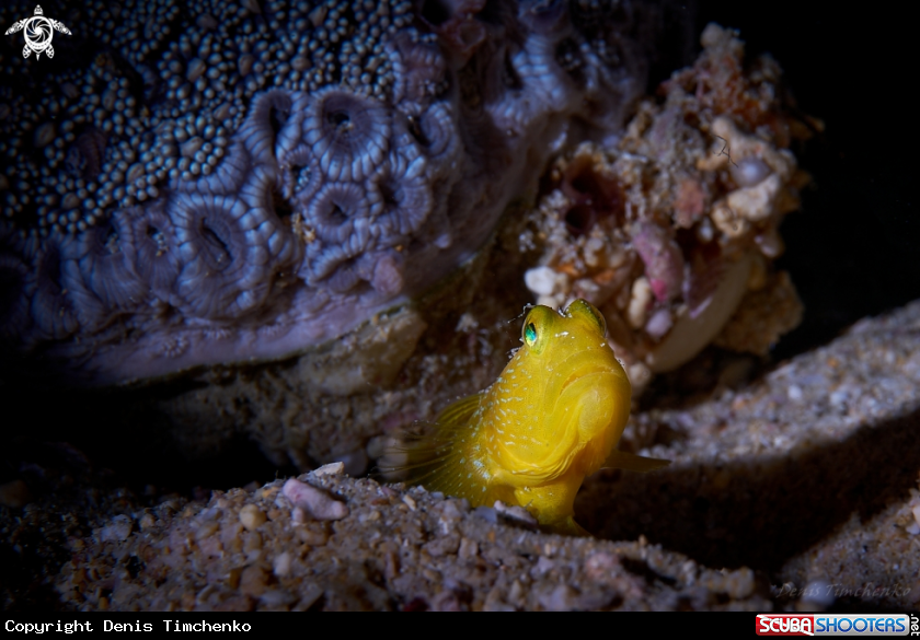A GOBY