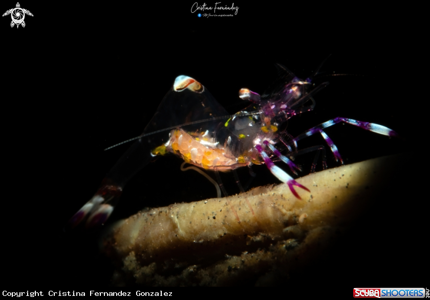 A Anemone shrimp 