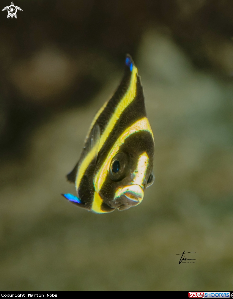A French Angelfish