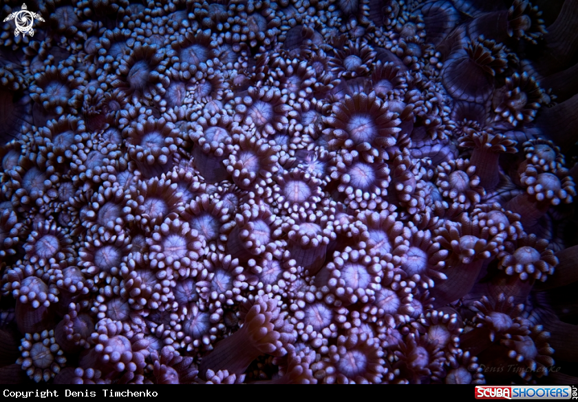 A CORAL