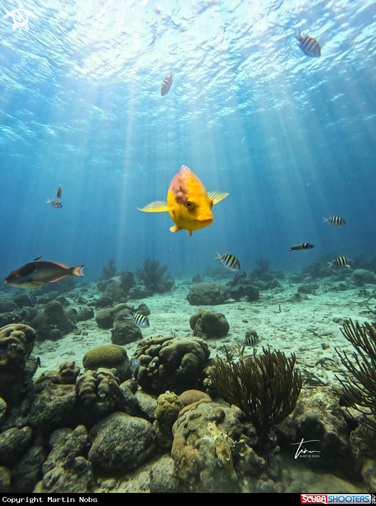 A Spanish Hogfish