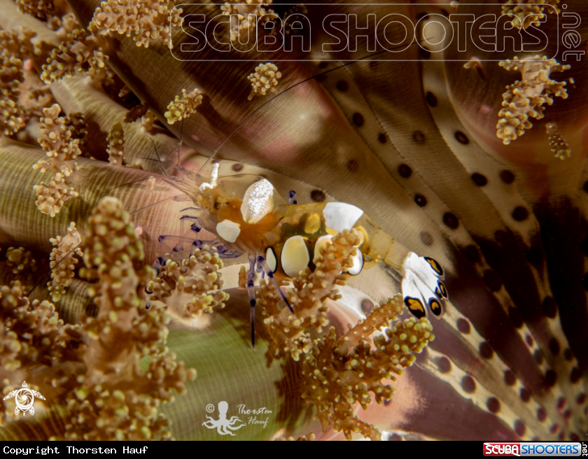 A Peacock-Tail Anemone Shrimp