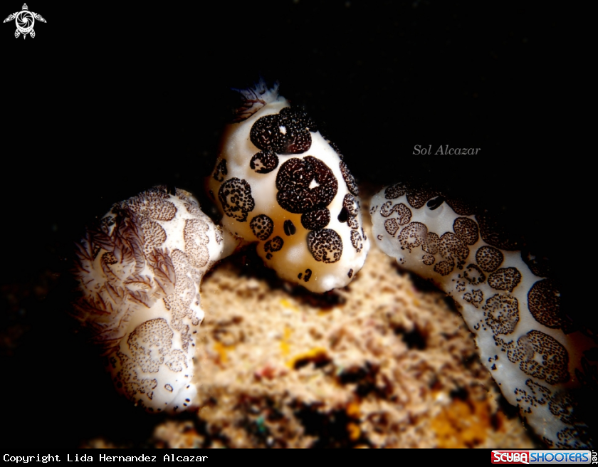 A Jorunna Funebris